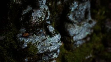 Japonya, Kyoto 'da Buda' nın taş heykeli