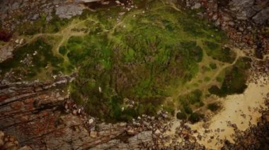 Yeşil yosun ve kurumuş ölüm plaj kayalarının üzerinde siyah yosun izleri var.