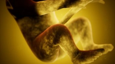 Bir insan fetüsünün tıbbi 3 boyutlu animasyonu