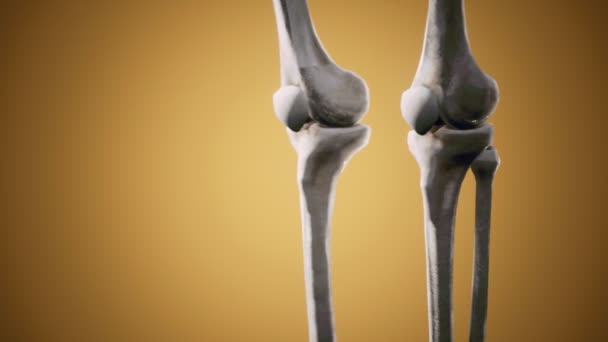 Полный скелет человека стоя — стоковое видео
