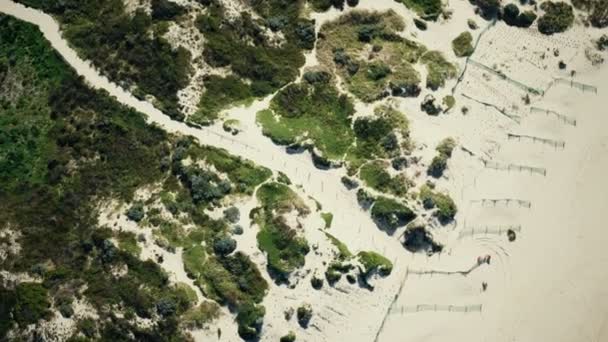 Drone lotnicze ptaki widok oczu trawiaste wydmy na plaży krajobraz — Wideo stockowe