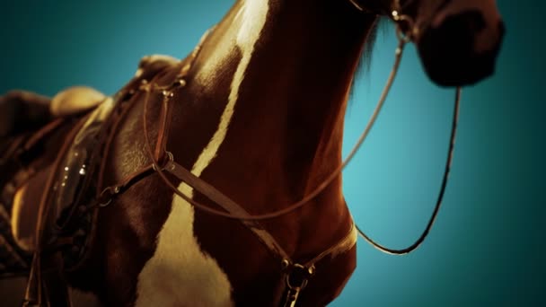 Sadel med stigbyglar på ryggen av en häst — Stockvideo