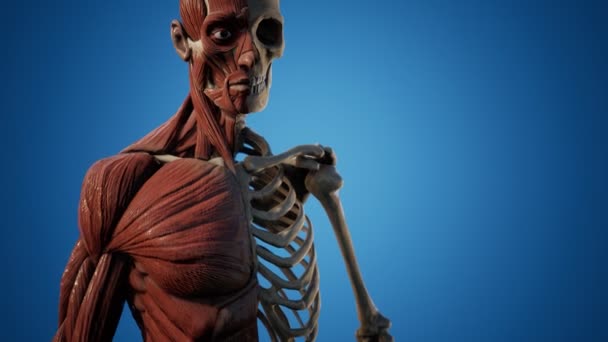 Muscular and skeletal system of human body — Stock Video