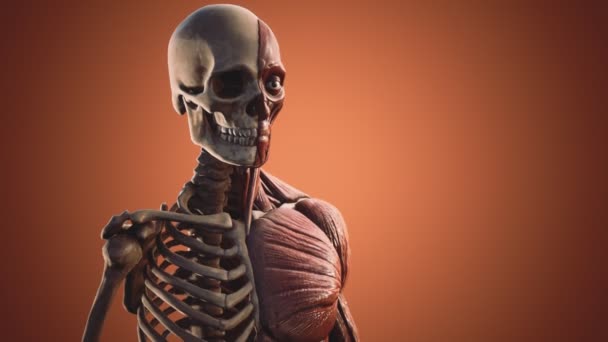 人体肌肉和骨骼系统 — 图库视频影像