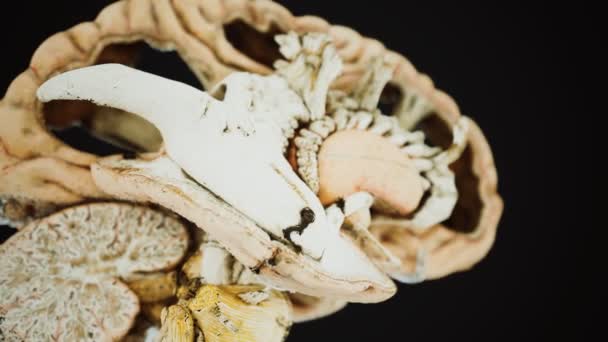 Anotomía médica del cerebro humano real — Vídeos de Stock