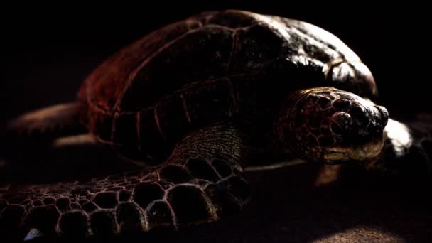 Tortuga marina en la arena de playa — Vídeos de Stock