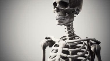 Tam bir insan iskeleti