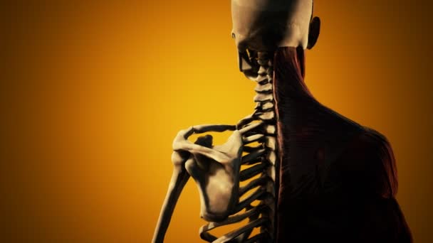 Sistema muscular y esquelético del cuerpo humano — Vídeos de Stock