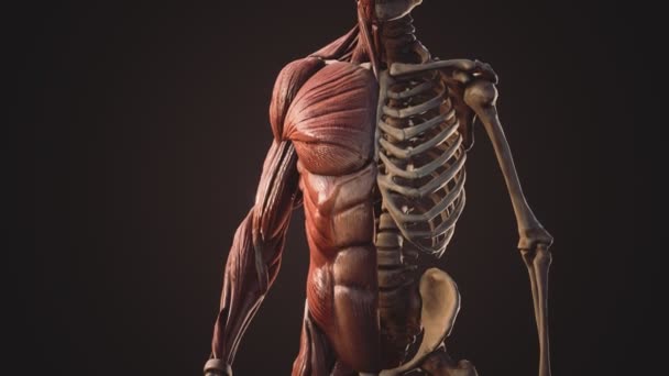 Sistema muscular y esquelético del cuerpo humano — Vídeo de stock