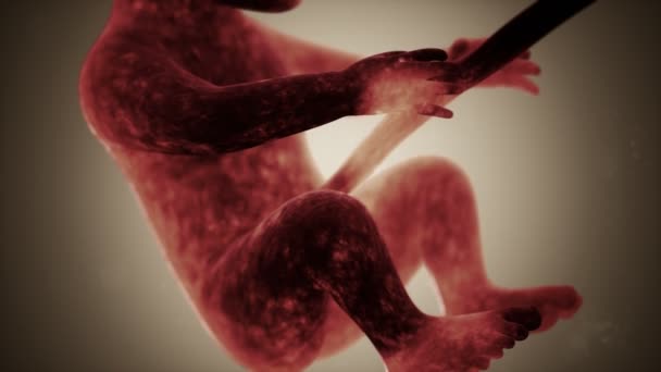 人类胎儿的3D医学动画 — 图库视频影像