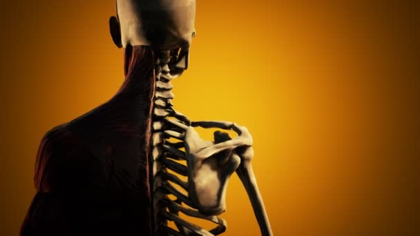 Sistema muscular y esquelético del cuerpo humano — Vídeos de Stock