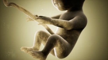 Bir insan fetüsünün tıbbi 3 boyutlu animasyonu