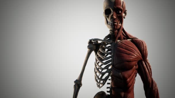 Muscular and skeletal system of human body — Stock Video