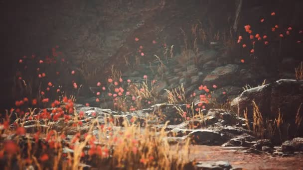 Sentiero di ghiaia con rocce in montagna — Video Stock