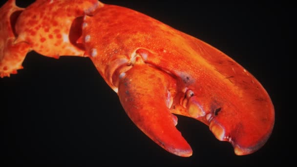 Griffe de homard en macro — Video