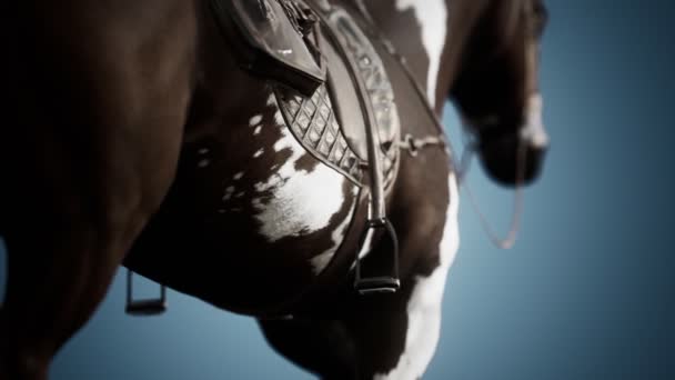 Selle avec étriers sur le dos d'un cheval — Video