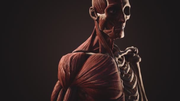 Sistema muscular y esquelético del cuerpo humano — Vídeo de stock