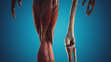 insan vücudunun kas ve iskelet sistemi