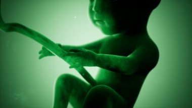 Bir insan fetüsünün tıbbi 3 boyutlu animasyonu