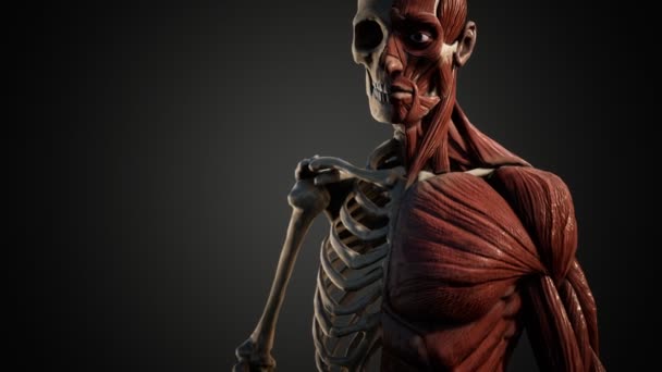 Sistema muscolare e scheletrico del corpo umano — Video Stock