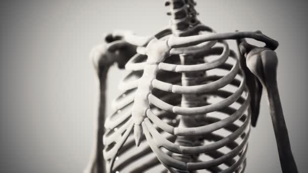 Full human skeleton standing — Stock Video