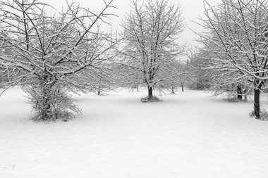 Sturm und Frost im Jamuar 2026 Aus fur diesen stolzen Baum