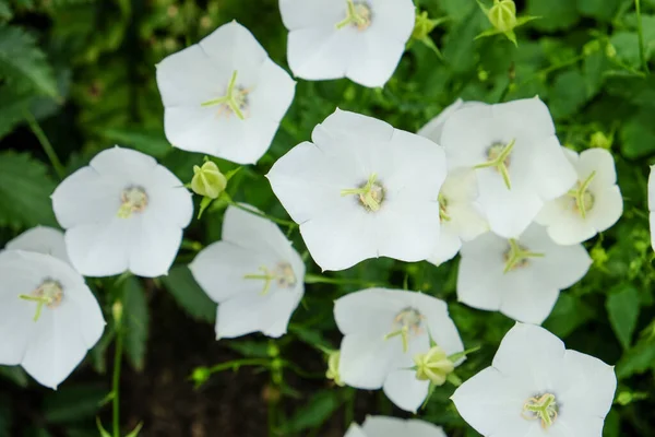 Lindas Flores Color Blanco Lila Sobre Fondo Verde Natural —  Fotos de Stock