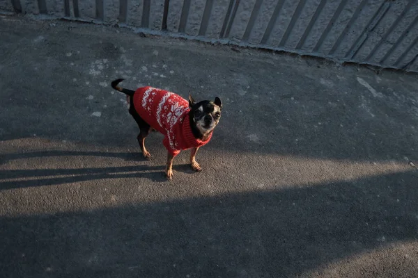 Funny Little Dog Red Christmas Sweater Street — Stock Photo, Image