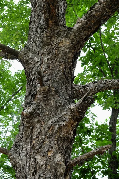Imagem Close Uma Textura Casca Árvore Com Vários Padrões — Fotografia de Stock