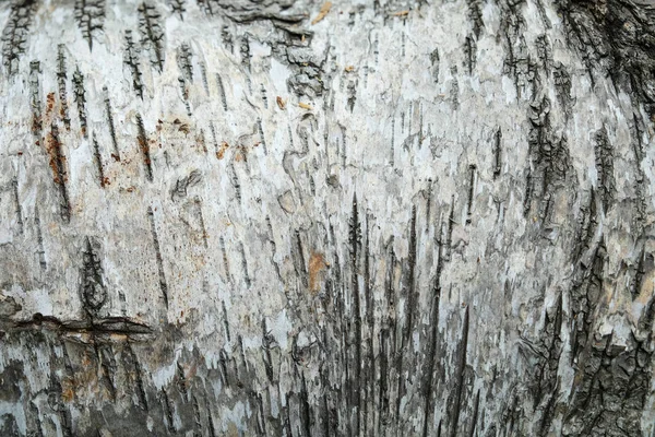 Estrutura Textura Casca Branca Cinza Bétula Perto Padrão Fundo Madeira — Fotografia de Stock