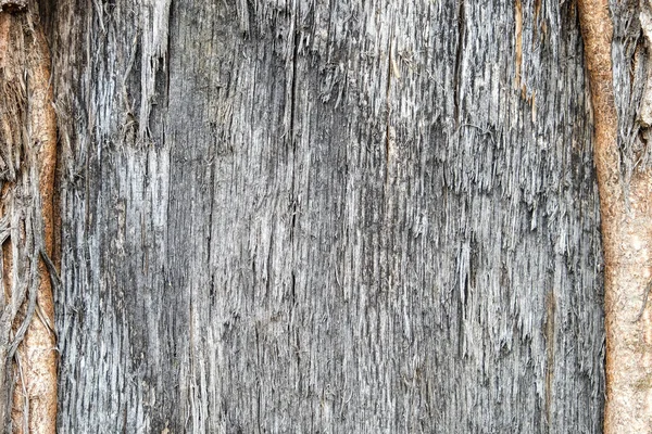 Old natural wooden shabby background close up, old wood background, texture of bark wood use as natural background.