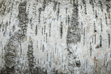 huş ağacının beyaz huş ağacının kabuğunda siyah huş şeritleri ve ahşap huş ağacı kabuğu deseni..
