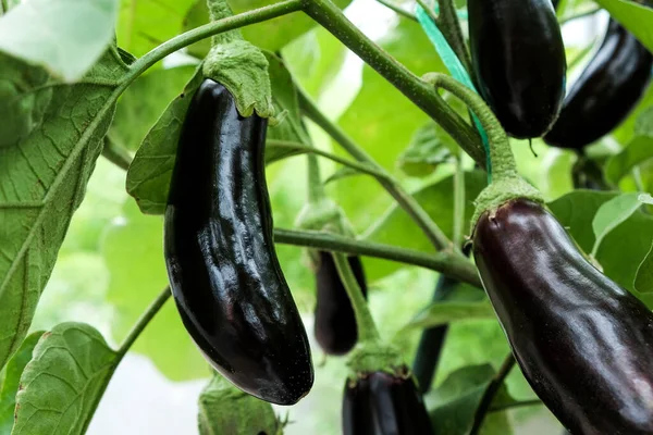 Frutos Berenjena Que Crecen Huerto — Foto de Stock