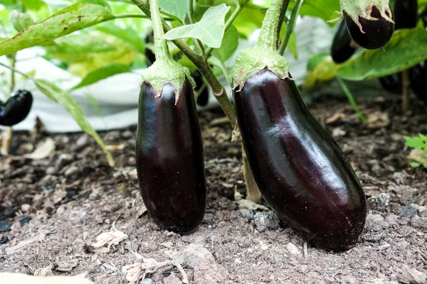 Frutos Berenjena Que Crecen Huerto — Foto de Stock