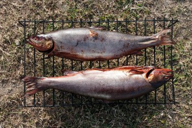 Balıklı barbekü. Izgara balık. Yağlı, yağlı balık DHA ve Çevre Koruma Ajansı için mükemmel ve sağlıklı bir kaynaktır..
