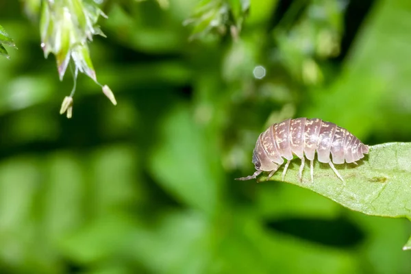 Makro Foto Dřevěných Vši Listu Přírodní Pozadí — Stock fotografie