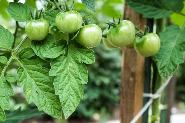 Primer Plano Los Tomates Verdes Grandes Huerto Bioagricultura Tomates Muy — Foto de Stock
