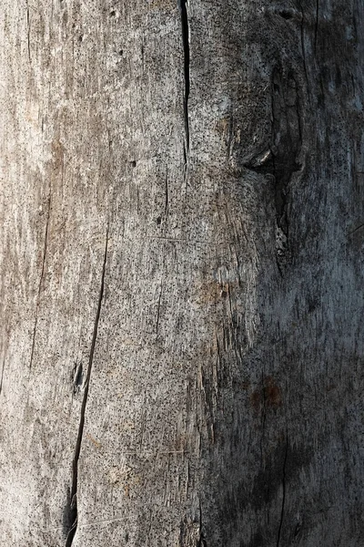 Tekstura Tło Drzewa Węzłów Pęknięć Szary Tarcica Drewniana Szczegółowe Makro — Zdjęcie stockowe