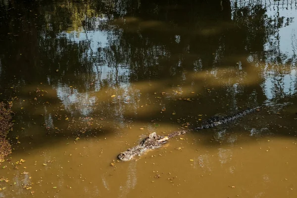 Crocodilo Jacaré Nada Uma Água Enlameada Cabeça Visível Rio Sujo — Fotografia de Stock