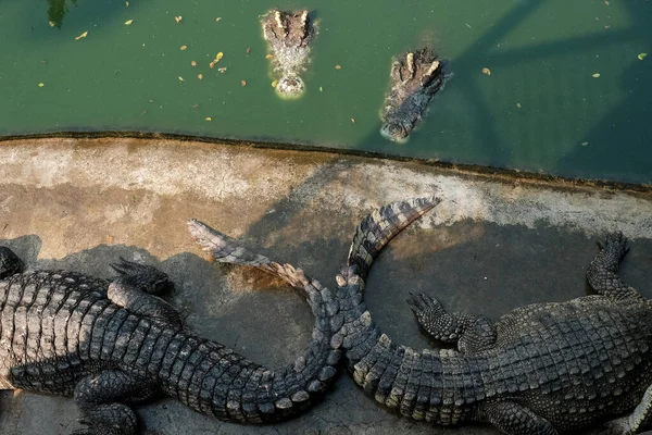 Krokodil Dierentuin Alligator Boerderij Show Krokodillen Krokodillen Rusten Oever Het — Stockfoto