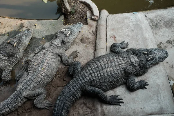 Crocodilo Zoológico Muitos Jacaré Show Fazenda Crocodilos Jacarés Repousa Costa — Fotografia de Stock