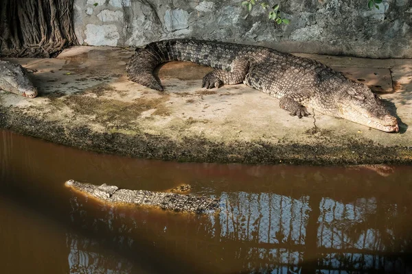 Crocodilo Zoológico Jacaré Espectáculo Quinta Crocodilos Jacarés Repousa Costa Água — Fotografia de Stock