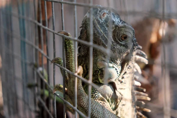 Portrait Iguane Travers Cage Gros Plan Est Grand Iguane Dans — Photo