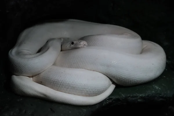 Cobra Branca Enrolada Uma Bola Quarto Escuro — Fotografia de Stock