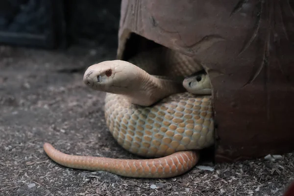 Schlangen Die Einem Wirrwarr Zurückkehren Schauen Aus Dem Loch — Stockfoto