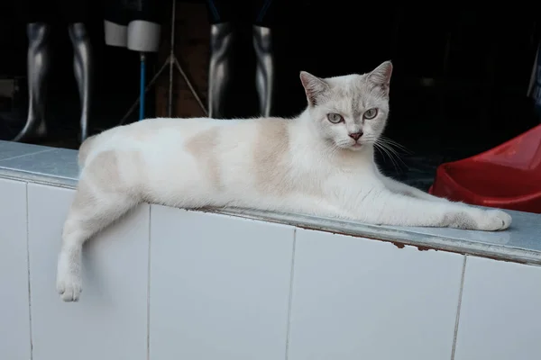 Gato Branco Cinza Encontra Uma Telha Branca Com Pata Traseira — Fotografia de Stock