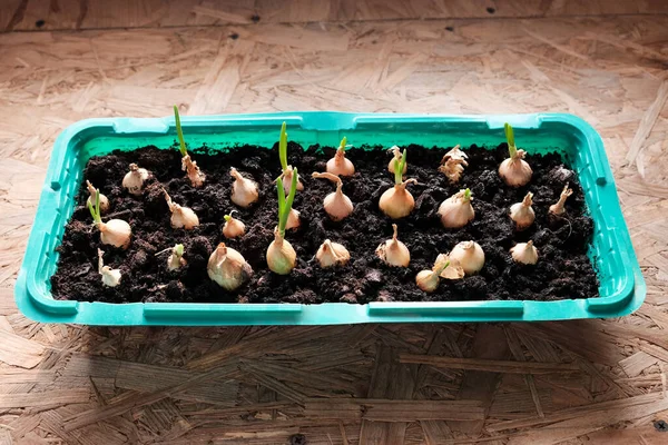 Young Green Onions Ground Growing Onions Windowsill House Greens Home — Stock Photo, Image