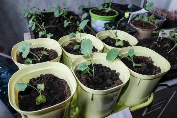 Zaailingen Groeien Plastic Kopjes Thuis Keuken — Stockfoto