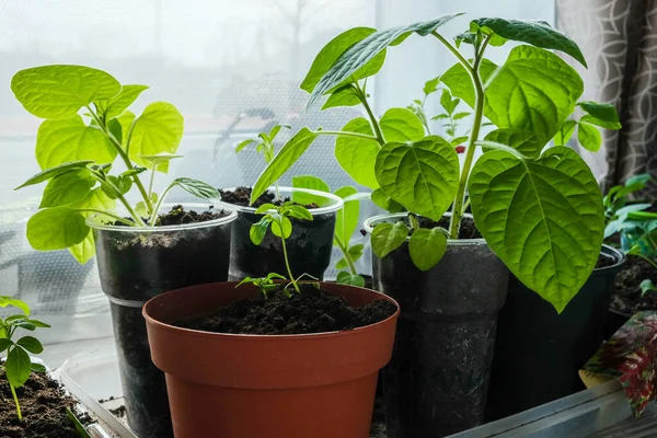 Ev mutfağında plastik bardaklarda büyüyen tohumlar..