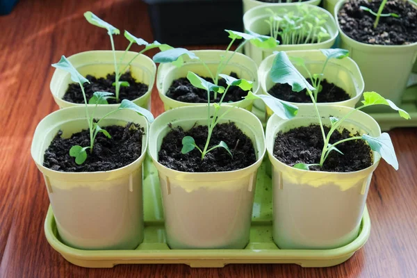 Seedlings Growing Plastic Cups Home Kitchen — Stock Photo, Image